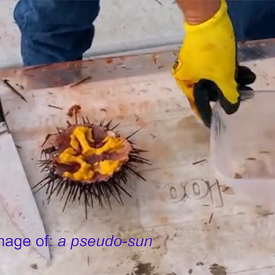 Image of Anna-Rose Stefatou