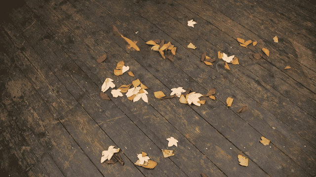 Portrait of a Trough Goldfish-low.gif