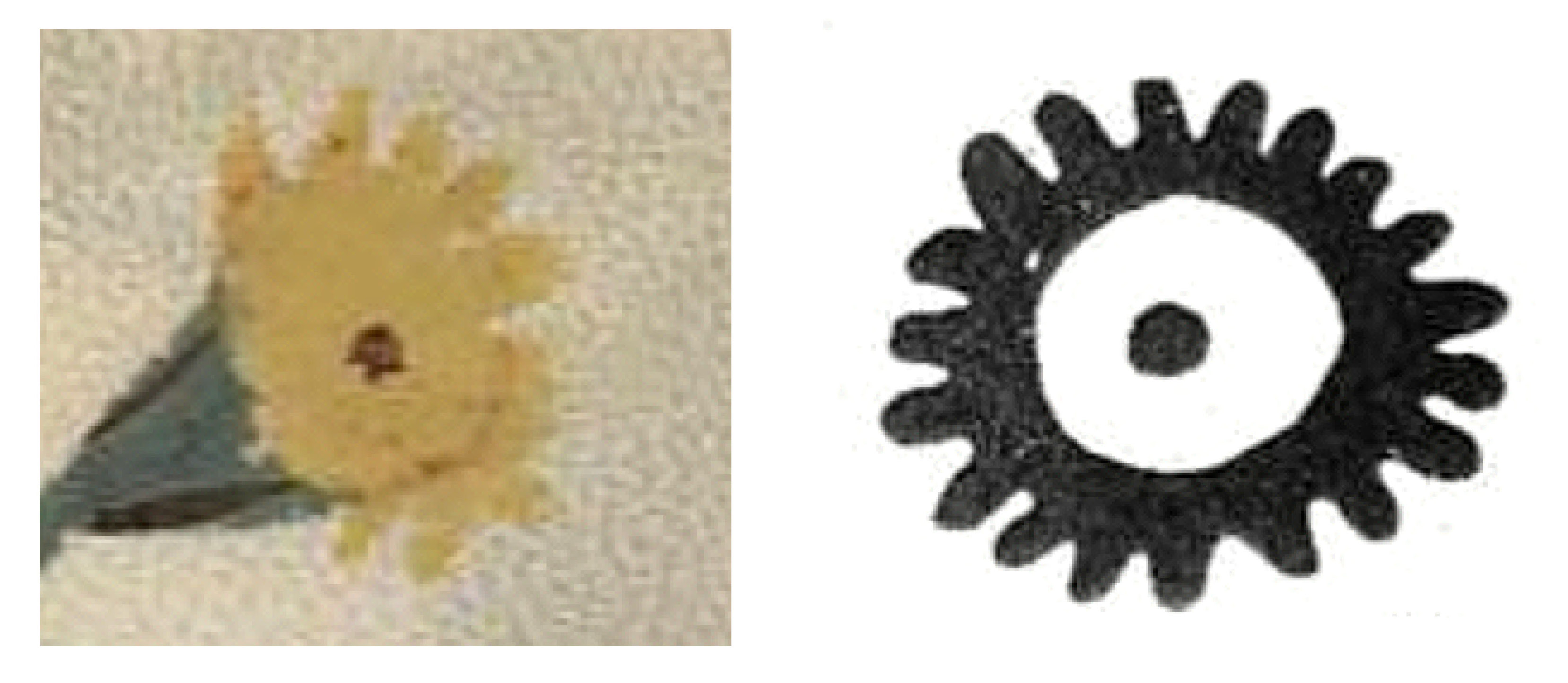 On the left, a detail of the Vatican library&rsquo;s hand painted 15th century version of De Materia Medica, and on the right, a representation of a cave painting  depicting the Sun.
