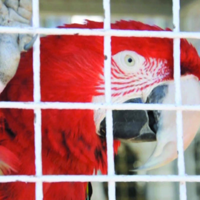 Image of Piotr Krzymowski